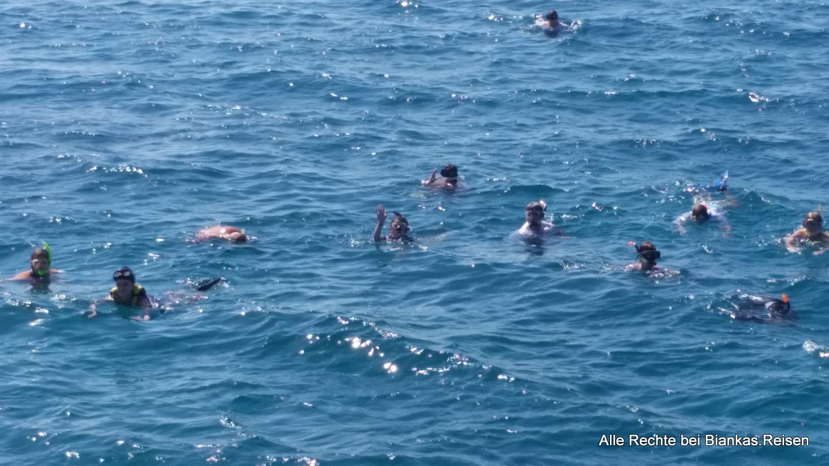 mit Delfinen schwimmen beim Ausflug