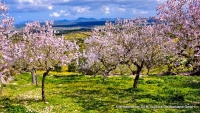 Mallorca mit allen Sinnen zur Mandelblüte erleben